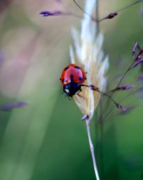 Ladybug